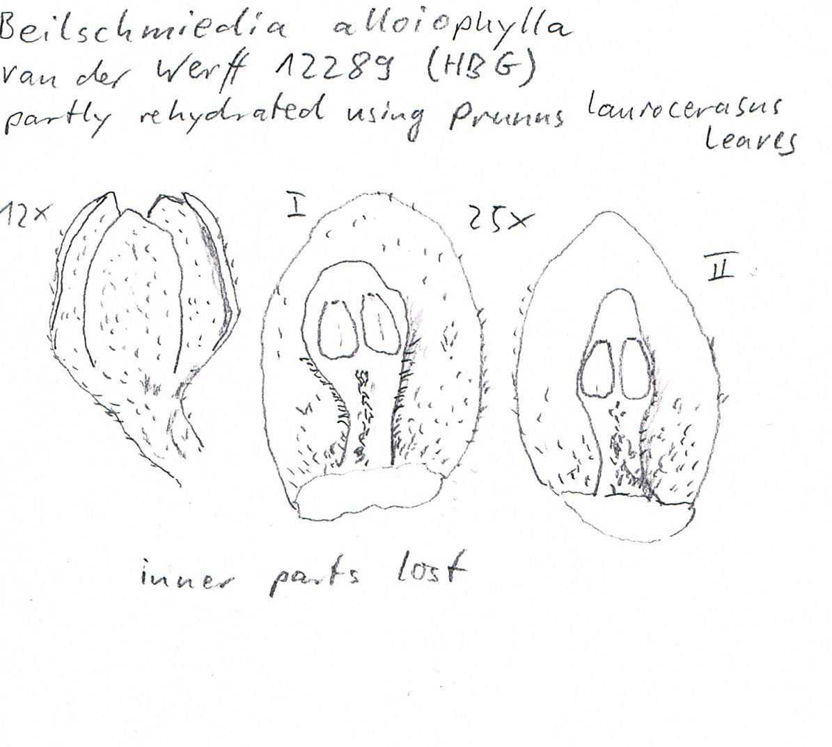 preview Beilschmiedia alloiophylla (Rusby) Kosterm.